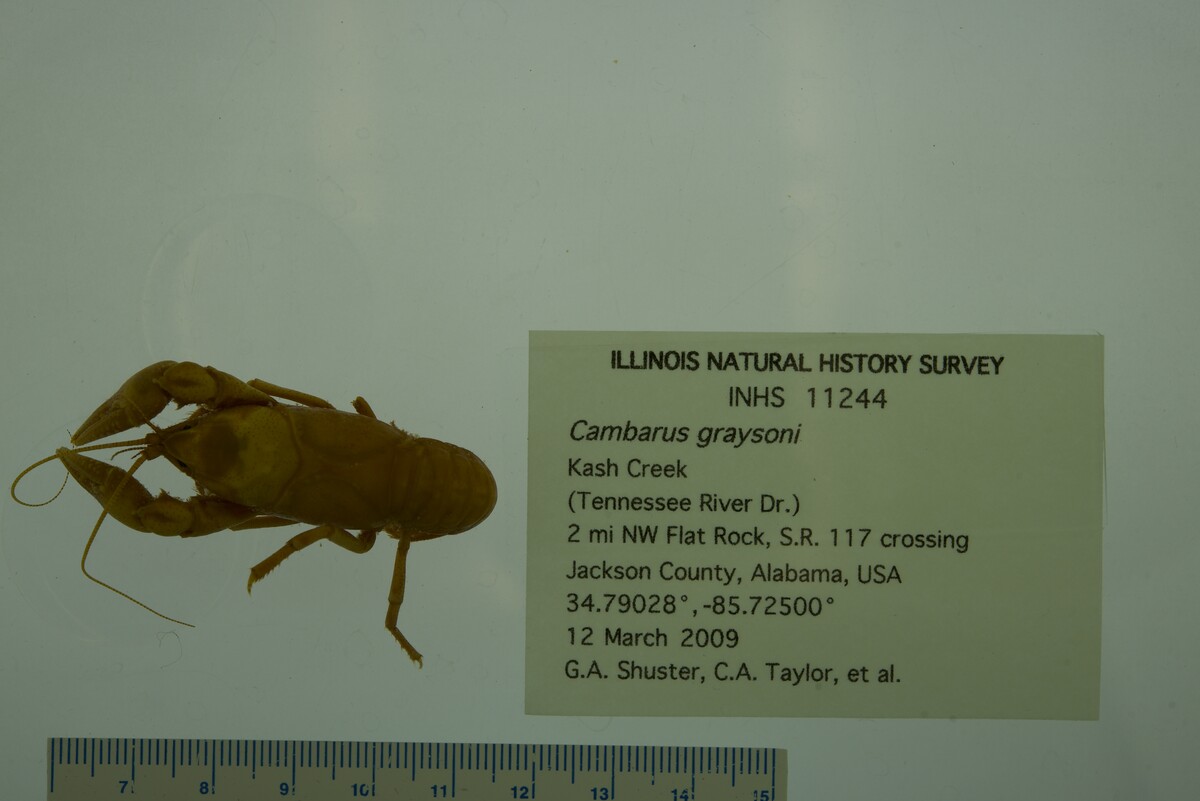 Cambarus graysoni image